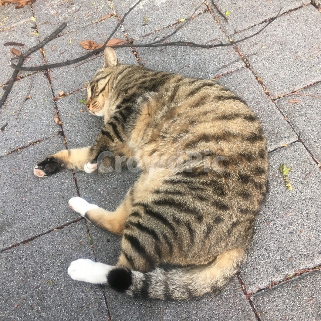 고양이,길냥이,코숏,태비,누워있는고양이,koreanshorthair,streetcat,cat,lying,lyingcat,고등어태비,애교냥이,동물,애완묘,반려묘