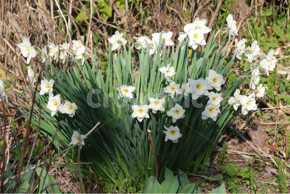 식물,자연,수선화,흰색꽃,꽃밭,힐링,봄,식물,자연,plants,nature,꽃,flower