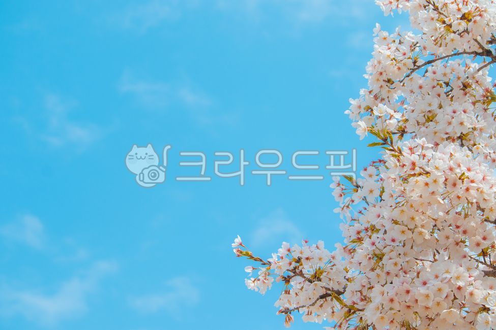 벚꽃,벚나무,봄꽃,하늘,봄배경,cherryblossom,cherryblossoms,꽃,봄,배경,파란하늘,푸른하늘,벚꽃나무,꽃잎,나무,나뭇가지,식물,자연,바탕,백그라운드,파란,푸른,블루,스카이,플라워,블라섬,블라썸,만개,개화,4월,계절,가든,정원,공원,야외,flower,spring,cherry,tree,cherrytree,branch,plant,blossom,blue,sky,bluesky,flowers,blossoms,bud,nature,background,natural,bloom,blooming,fullbloom,petal,pink,white,april,fresh,freshness,season,day,garden,outdoor