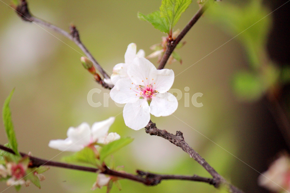 봄꽃,꽃,분홍,봄,식물,봄이미지,봄날,spring,flowers,아름다운,예쁜,화려한,계절,자연,nature,plants,배경,우아한,청초한,season,따뜻한,봄,계절,spring,season,식물,자연,plants,nature,꽃,flower,plant