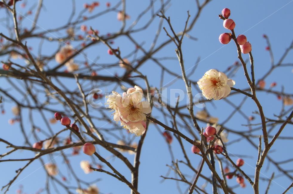 plant,식물,blossom,flower,꽃,매화,봄,spring,봄꽃,개화