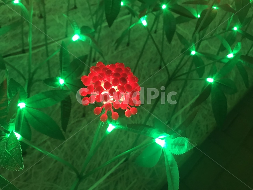 인삼꽃,꽃,led,빛,light,식물,자연,plants,nature,꽃,flower
