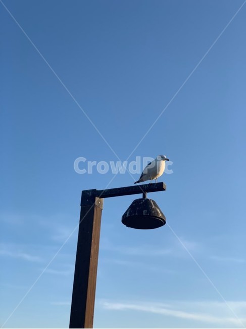 하늘,새,자연,풍경,편안함,동물,animal,조류,새,birds