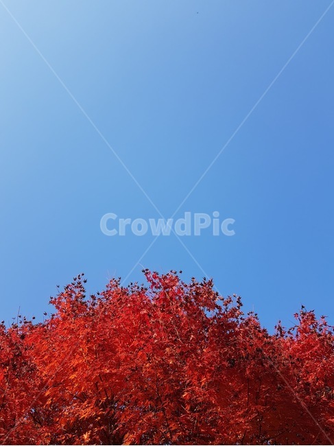 plant,식물,leaf,잎,tree,나무,단풍잎,단풍나무,가을,단풍,가을단풍