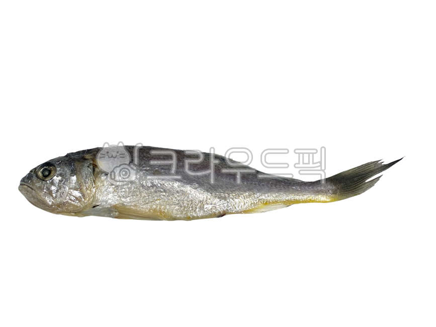 조기, 참조기, 배경, 투명배경, png, 사진,이미지,일러스트,캘리그라피 - 나비처럼작가