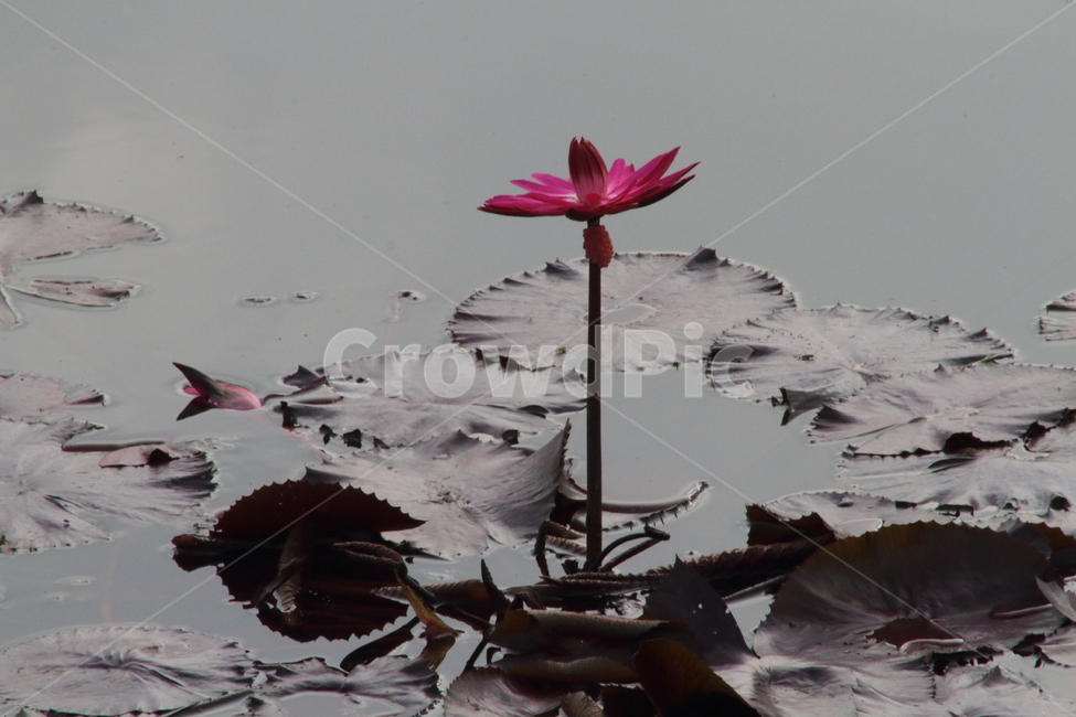 연,수련,꽃,식물,waterlily,식물,자연,plants,nature,꽃,flower