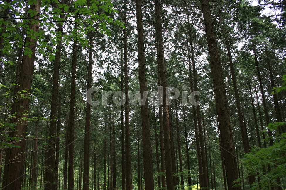 숲,산림,풍경,감성,자연