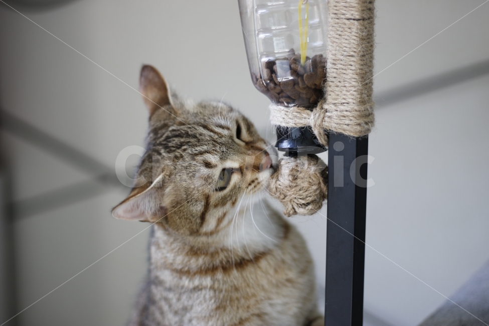 고양이,반려동물,유기묘,길냥이,애완동물,cat,pet,kitten,아기고양이,코숏,코리안숏헤어,동물,animal,캣맘,캣대디,사료,장난감,디스펜서,동물,animal,고양이,cat,kitten,kitty,포유류,mammal