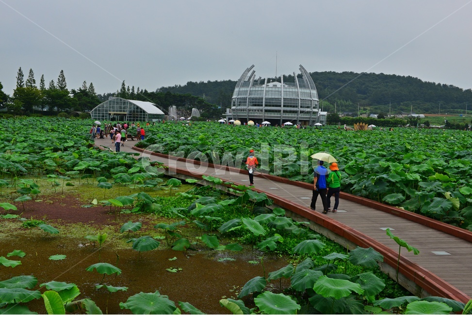 nature,자연,plant,식물,무안,연꽃축제장,무안연꽃축제장,human,인간,person,사람,outdoors,옥외