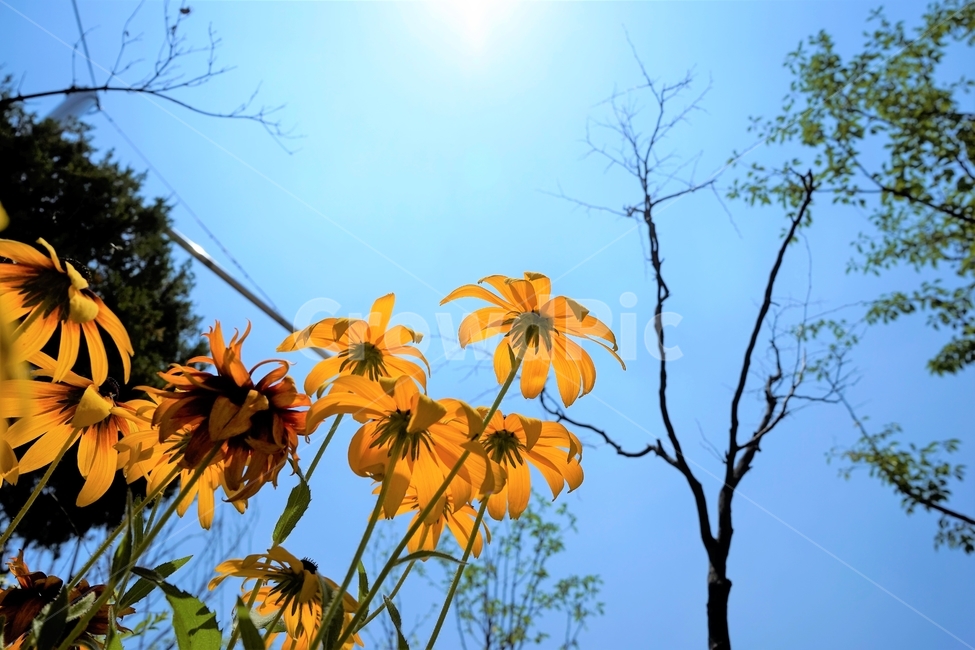 루드베키아,rudbeckia,coneflower,삼잎국화,국화과,식물,꽃
