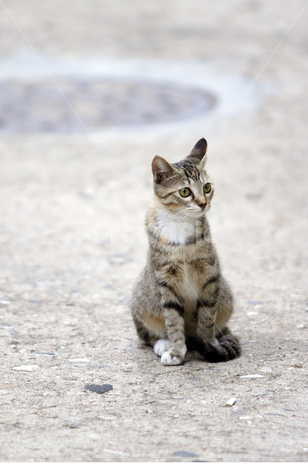 고양이,길고양이,동물,주차장,cat,고등어태비,동물,animal,포유류,mammal,고양이,cat,kitten,kitty