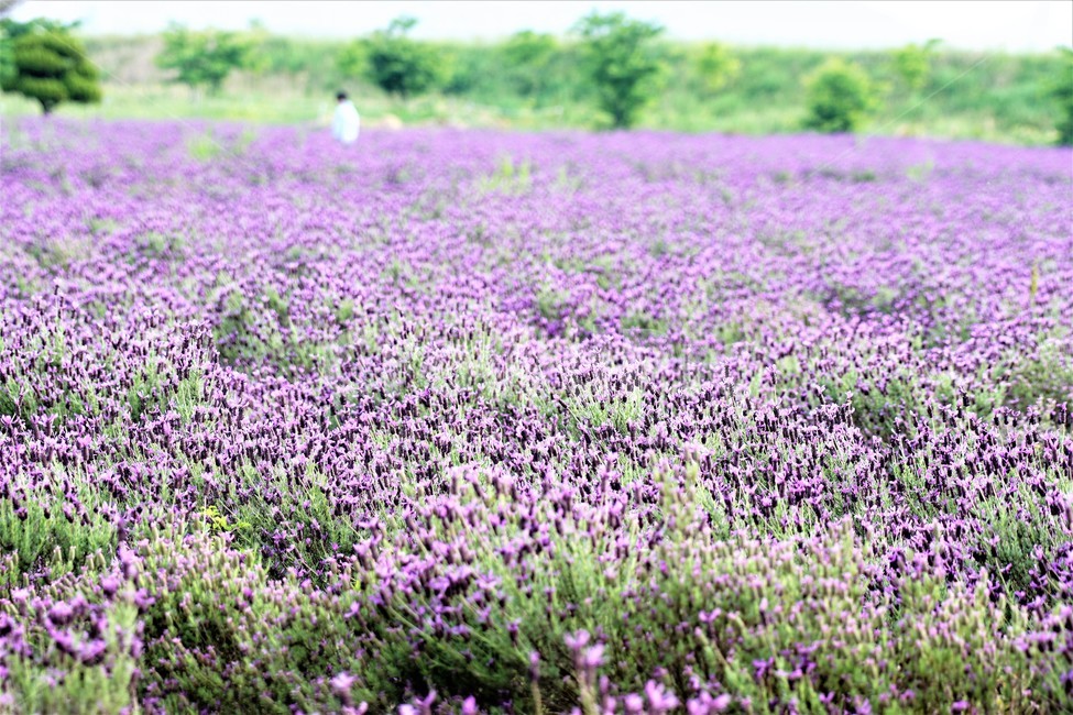 라벤더,꽃,식물,보라색,자연,봄,nature,flower,purple,violet,spring,식물,자연,plants,nature,꽃,flower