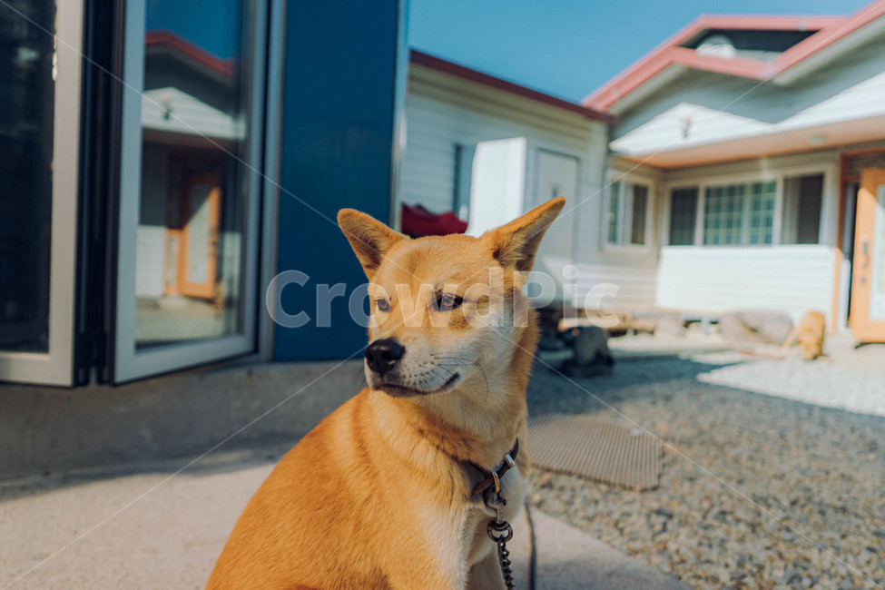 개,dog,동물,진돗개,진도개,시골개,동물,animal,포유류,mammal,개,강아지,dog,doggy