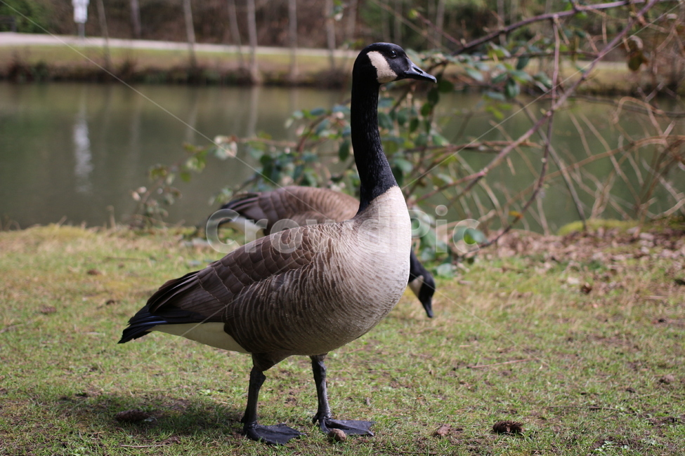 duck,bird,lake,park,오리,새,호수,공원,동물,animal,조류,새,birds