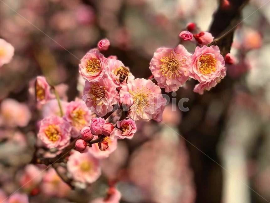 flower,매화,꽃,홍매화,전남대학교,벌,향기