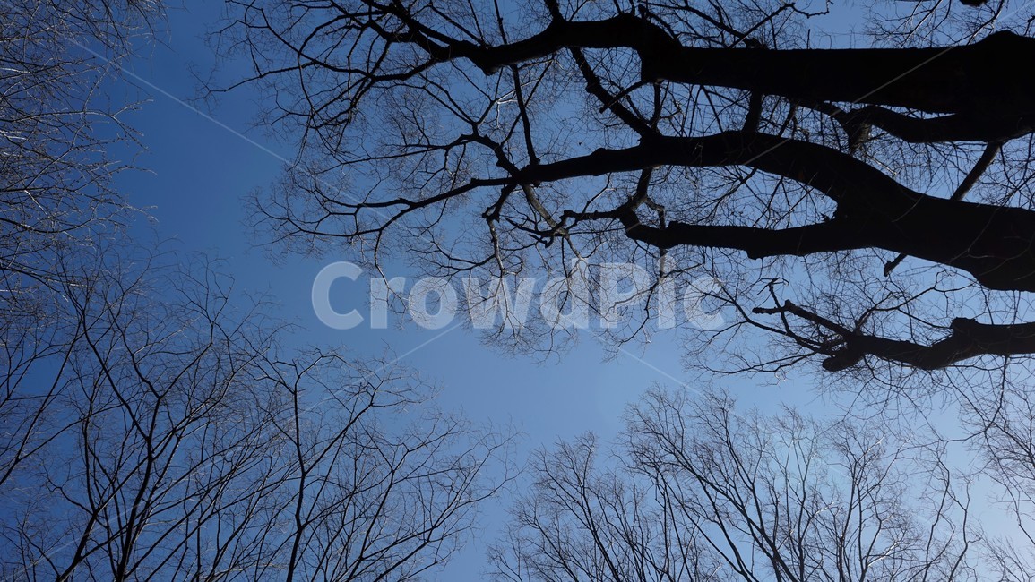 나무,겨울,자연,하늘,파란하늘,계절,나무가지,tree,sky,nature,winter,bluesky,branch,season,solitary,외로움,추위,꽃샘추위,숲,미세먼지없는,실루엣,하늘배경,가지,식물,마른잎,분위기,감성,겨울나무,쓸쓸함,고요,나뭇가지,풍경,겨울,계절,winter,season,식물,자연,plants,nature,나무,trees,wood