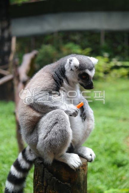 monkey,primates,tail,tree,endangered,tigertailed lemur,Madagascar,wild animals,ringtailed lemur,food,lemur,hair,mammal,animal,Zoo,mammalia,wildlife