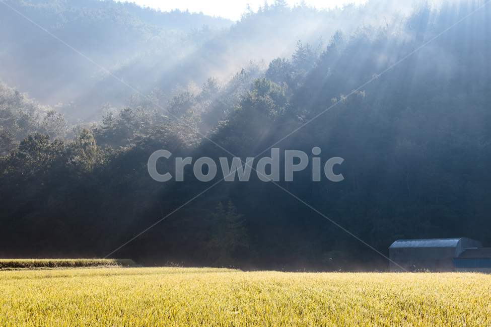 빛내림,나무,시골,아침,햇살,들판,자연,들,풍경,가을,아침햇살,nature,outdoors,field,grassland,light,morning,풍경배경,배경,아침배경,자연,풍경,nature,landscape