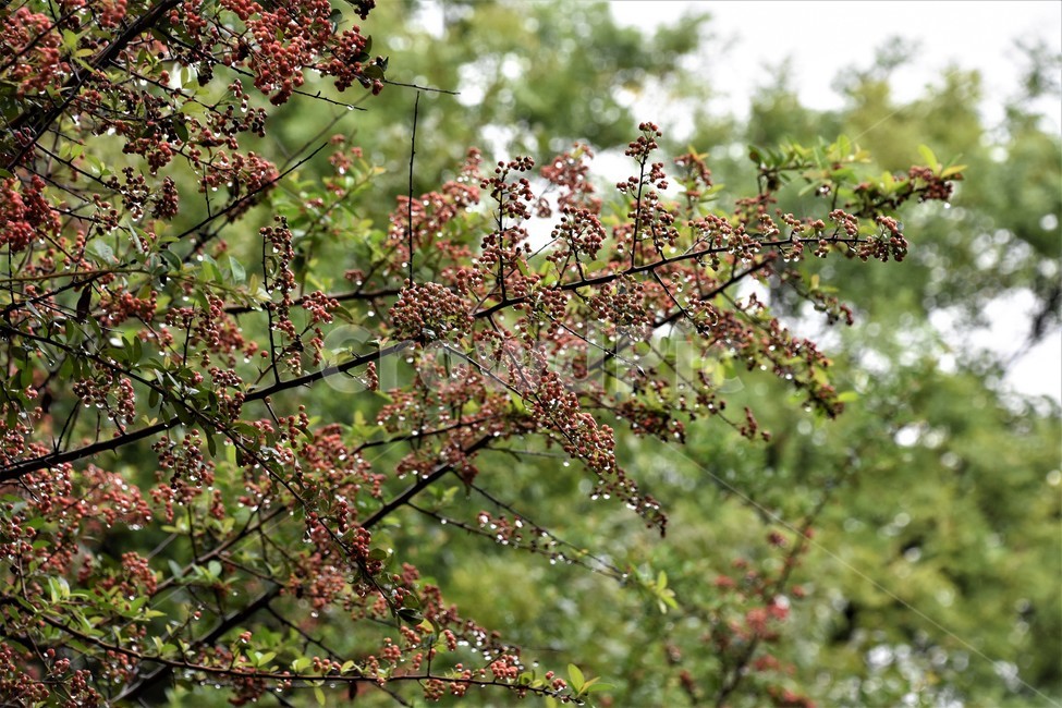 식물,나무,자연,가을비,나무가지,식물,자연,plants,nature,비,비오는날,rain,rainy