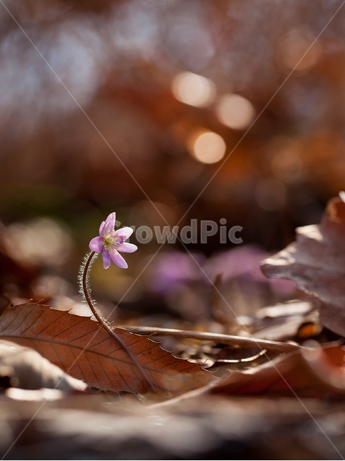 노루귀,야생화,분홍노루귀,구봉도,봄꽃,wildflower,hepatica,liverleaf,hepaticaasiatica,식물,자연,plants,nature,꽃,flower