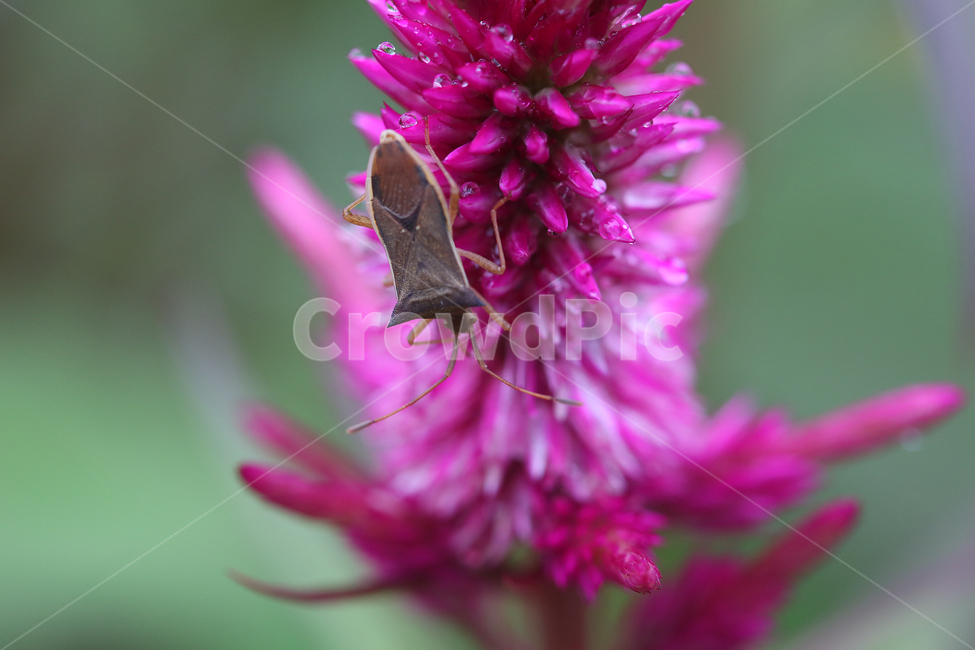 꽃,곤충,flower,insect,bug,서울숲,분홍,pink,식물,자연,plants,nature,꽃,flower,동물,animal,곤충,벌레,insect,bug