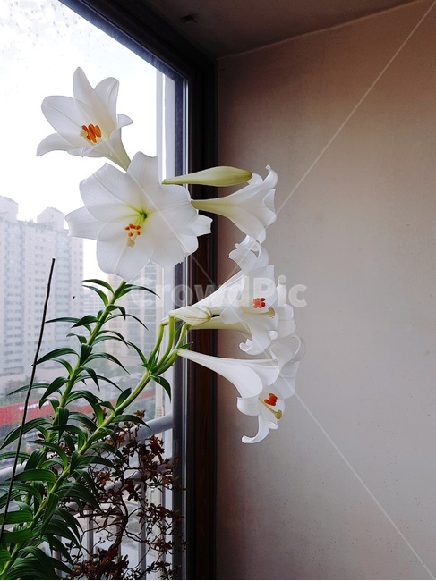 꽃,백합,flower,lily,whiteflower,하얀꽃,whitelily,집,아파트,apartment,화분,원예,plant