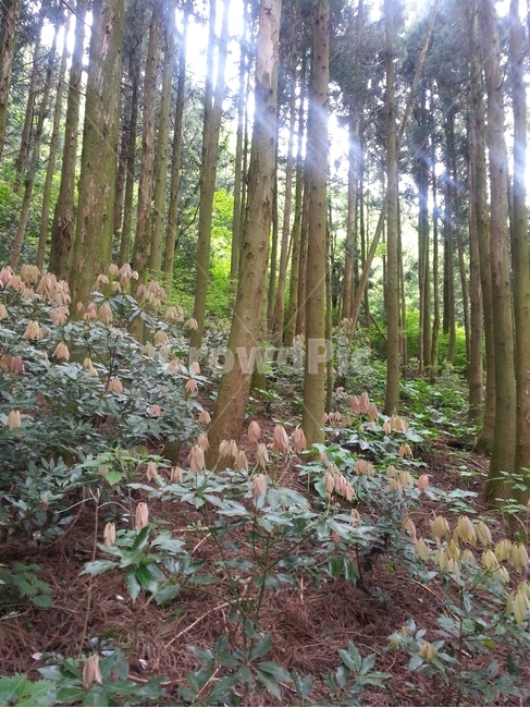 숲,햇살,피톤치드,침엽수,산림욕,나무,산,산속,숲속,싱그러운,tree,relaxation,rest,resting,힐링,healing,치유,신록,푸르른,맑은,공기,시원한,청량한,깨끗한,계절,season,sunshine,식물,자연,연두색,녹색,풀,glass,cool,fresh,mountain,forest,woods,clean,air,phytoncide,제주도