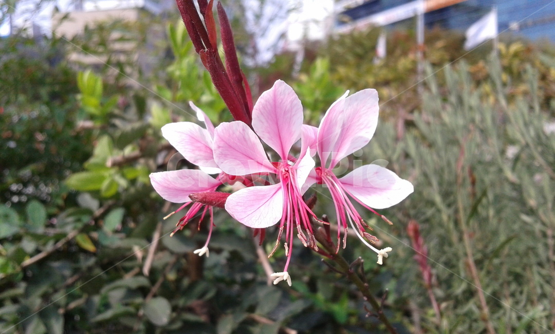 blossom,flower,꽃,plant,식물,식물,자연,plants,nature