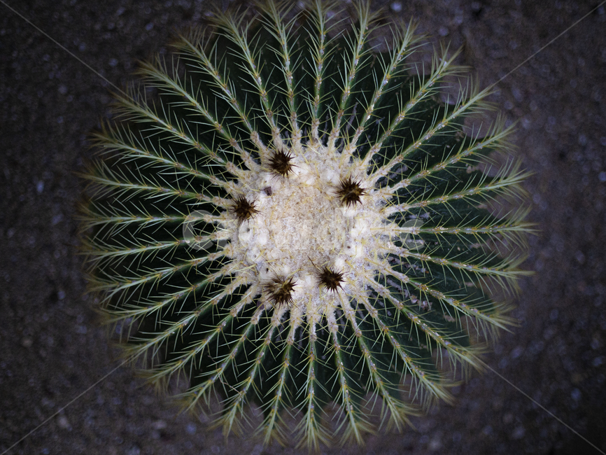 plant,식물,flower,cactus,선인장,식물,자연,plants,nature