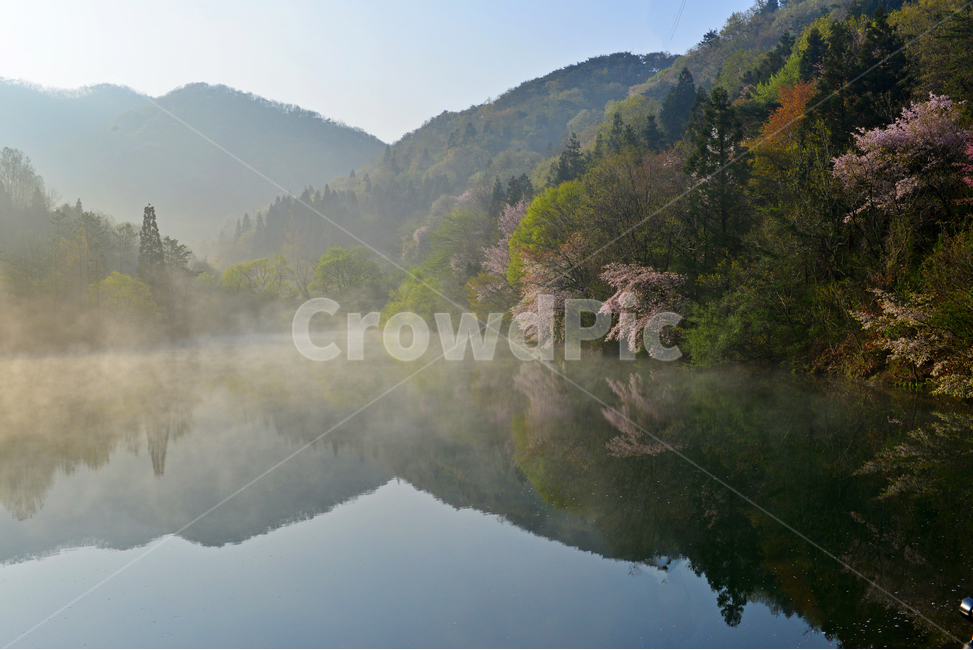 전남,화순,세량지,세량제,물안개,벚꽃,산벚꽃,봄,계절,반영,아침,여명,해돋이,nature,자연,outdoors,옥외,fog,안개,weather,날씨,자연,풍경,nature,landscape