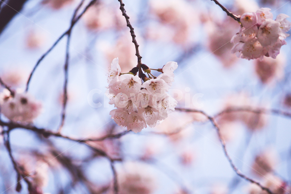 꽃,벚꽃,봄,보성,나무,봄,계절,spring,season,식물,자연,plants,nature,꽃,flower,plant,blossom