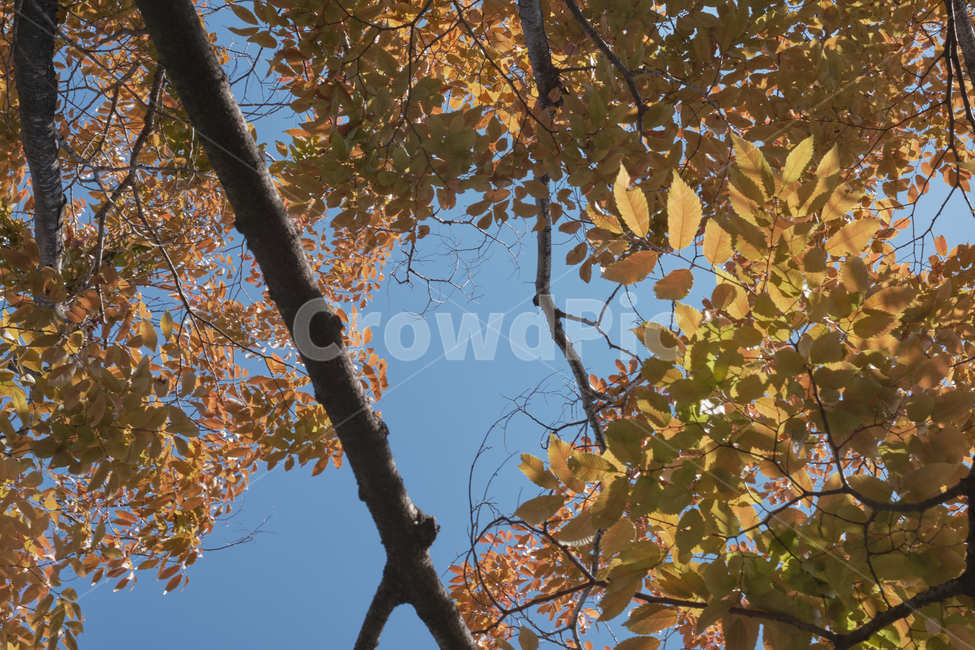 tree,나무,plant,식물,leaf,잎,가을,autumn,가을,계절,fall,autumn,season,나무,trees,wood,tree trunk,나무 줄기