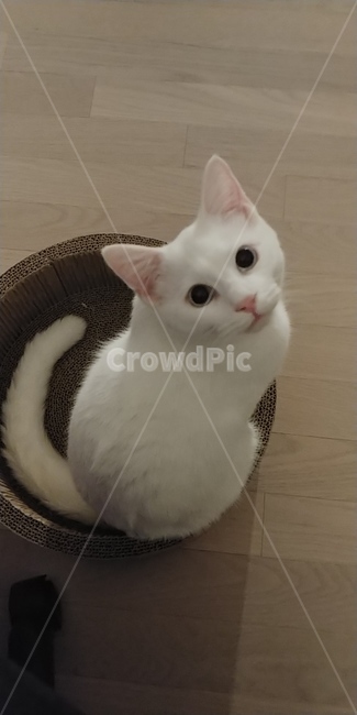 반려묘,고양이,포유류,동물,아기고양이,펫,캣,동물,animal,포유류,mammal,고양이,cat,kitten,kitty