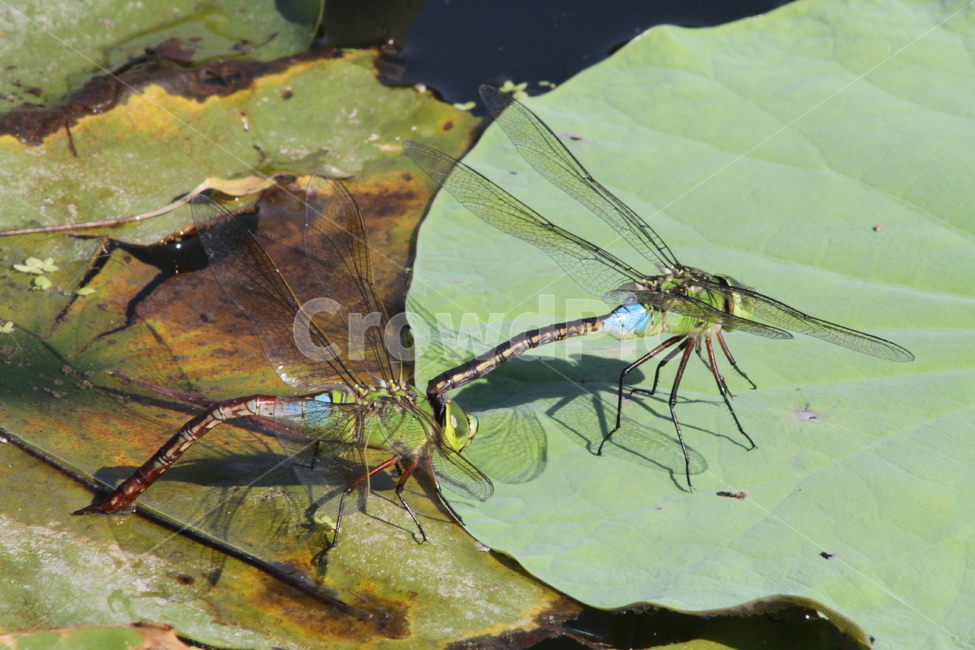 잠자리,동물,곤충,왕잠자리,dragonfly,동물,animal,곤충,벌레,insect,bug
