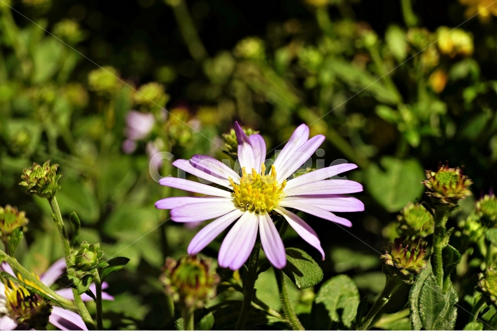 꽃,아름다움,정원,식물,자연,flower,bloom,beauty,plant,nature,식물,자연,plants,nature,꽃,flower