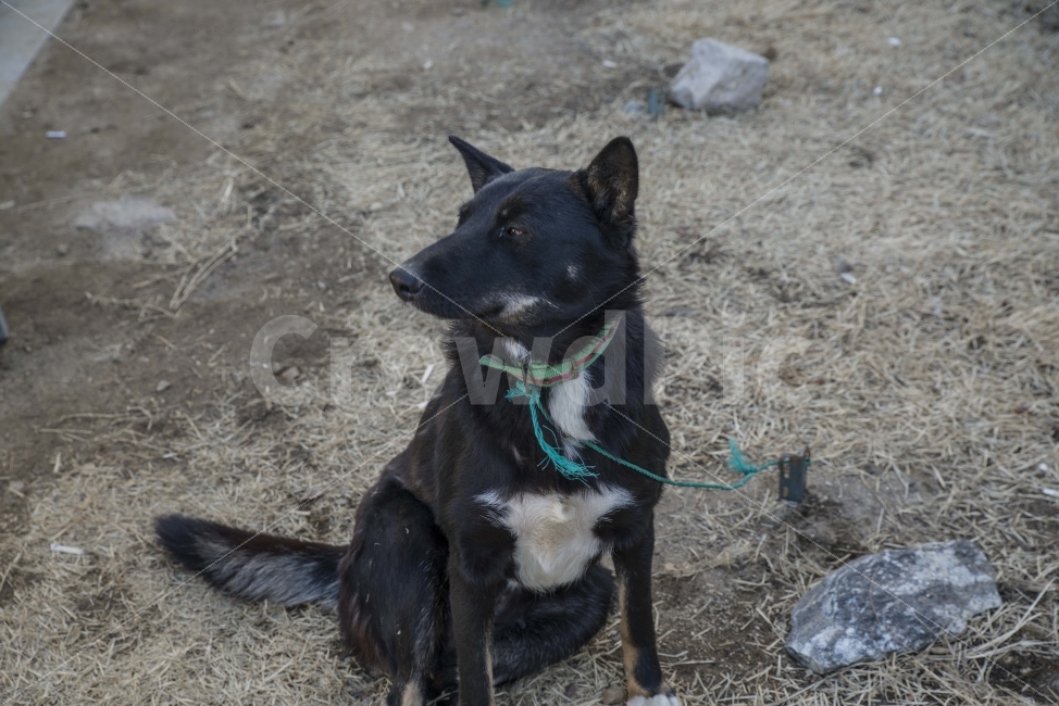 개,강아지,멍멍이,검둥이,멍멍,동물,animal,개,강아지,dog,doggy,포유류,mammal