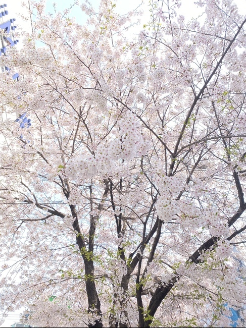 plant,식물,벚꽃,꽃,flower,green,봄,spring,cherryblossom