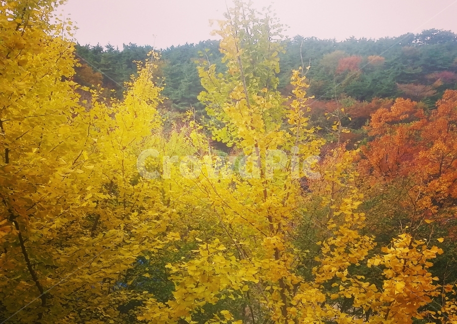 tree,나무,가을,계절,감성사진,식물,자연,산,빈티지,꽃,낙엽,단풍,nature,mountain,autumn,fall,가을,계절,fall,autumn,season