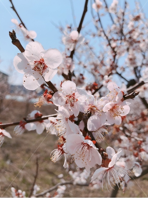 식물,flower,plant,blossom,봄,나무,힐링,핑크,벚꽃,만개,야외,산책,벚꽃엔딩,벚꽃놀이,자연,들꽃