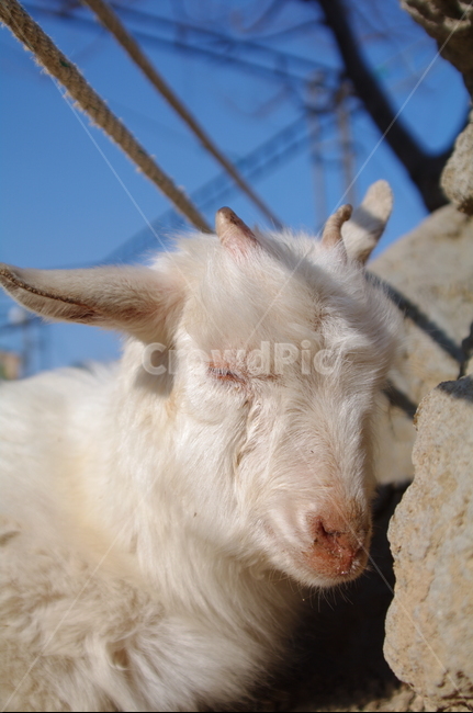 귀여운,야외,옥외,mammal,포유류,animal,동물,goat,염소,동물,animal,포유류,mammal