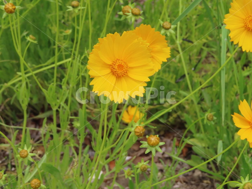 금잔화,coreopsis,노랑,노랑꽃,꽃,자연