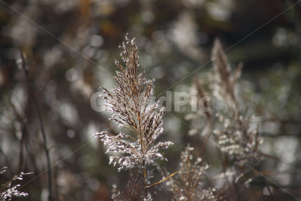 식물,풀,잡초,갈대,commonreed,식물,자연,plants,nature