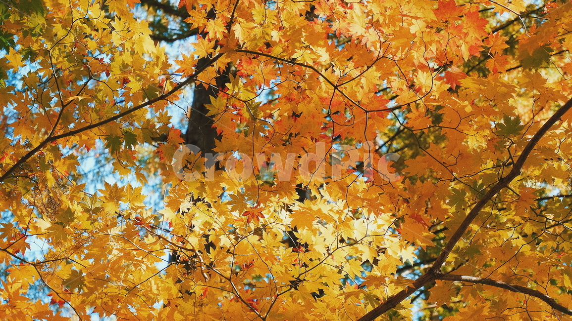 단풍,단풍나무,단풍잎,가을,자연,풍경,나무,가을,계절,fall,autumn,season,식물,자연,plants,nature,plant,leaf,잎,tree,maple
