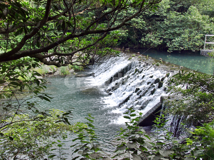 천지연폭포,하천,서귀포시,제주,숲,자연,절벽,계류,자연,풍경,nature,landscape,water,물,outdoors,옥외,river,강
