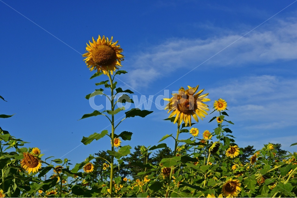 해바라기꽃,plant,식물,flower,blossom,꽃,outdoors,옥외,nature,자연,하늘,구름,파란하늘