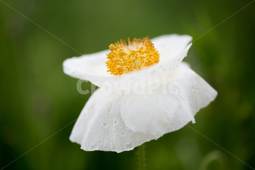 꽃,양귀비,봄,빗방울,붉은꽃,식물,자연,plants,nature,꽃,flower
