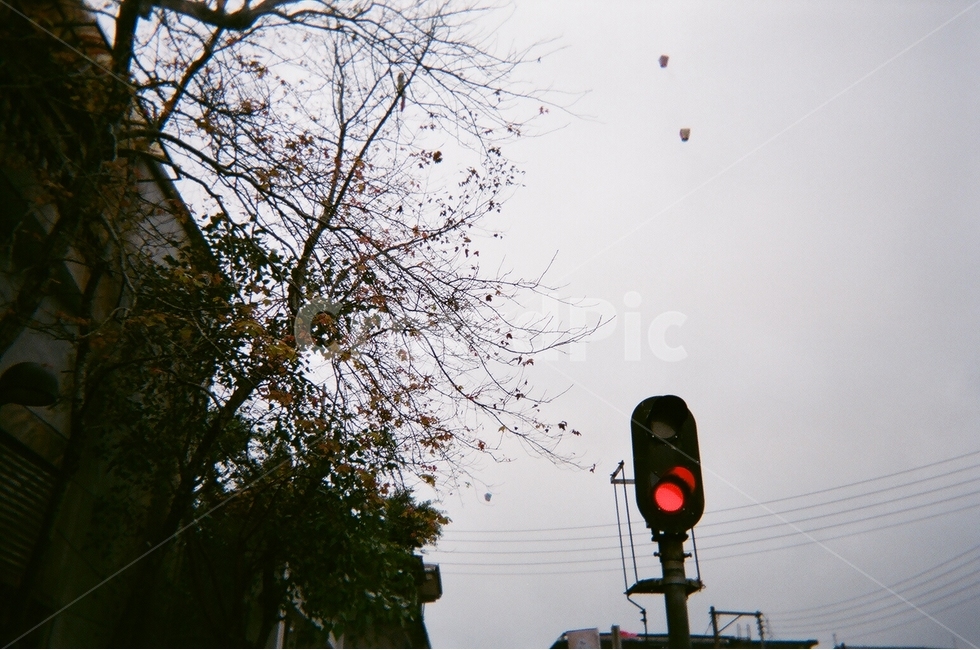신호등,풍경,하늘,나무,낙엽,필름사진,대만,타이완,taiwan,taipei,흐린날,구름,풍등,나뭇가지,전선,기차역,감성,sensible,feeling,교통,교통수단,traffic,transportation