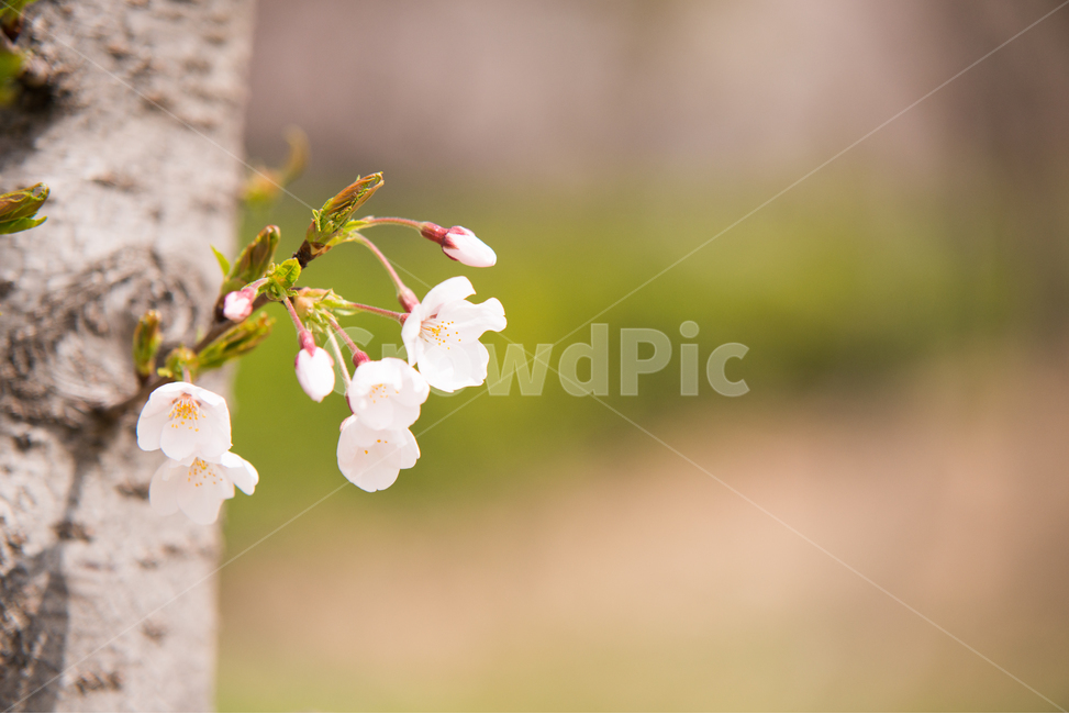 벚꽃,나무,분홍,꽃,봄,봄,계절,spring,season,식물,자연,plants,nature,꽃,flower,감성,sensible,feeling,plant