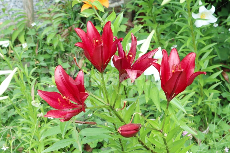 꽃,꽃잎,풀,식물,백합,flower,식물,자연,plants,nature,꽃,flower