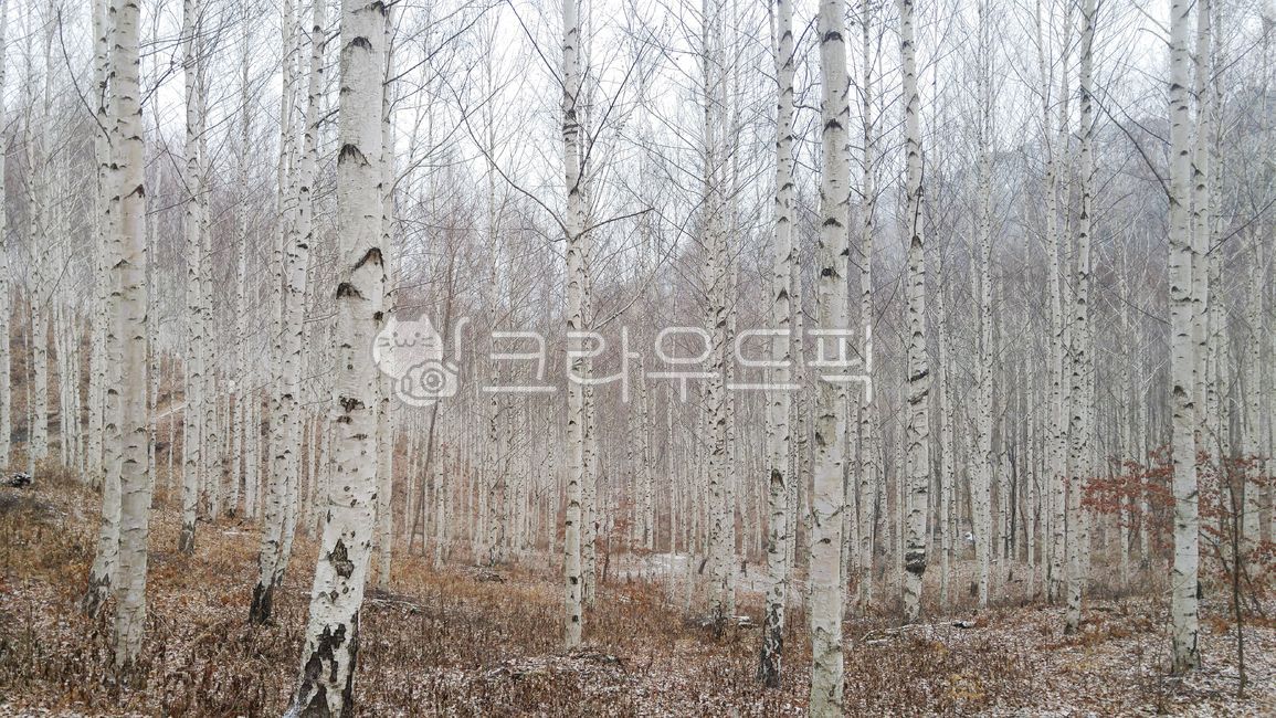 birch tree,Inje,winter forest,nature,winter,feeling,winter tree,trees,outdoors,winter mountain,birch forest,plants,sight,season,Emotion,landscape,sensible